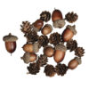 Mix van eikels en dennenappels